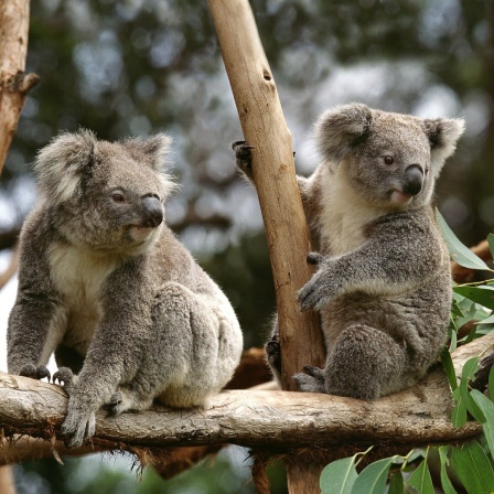Eine Gruppe Koalas sitzt auf einem Baum.