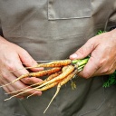 Ein Landwirt hält frisch geerntete Karotten. 