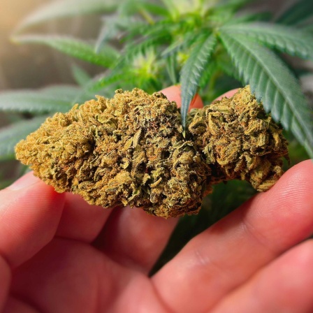 Cannabis - Risiken und Chancen einer Legalisierung
