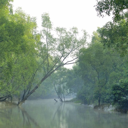 Die Sundarbans, Weltnaturerbe und größer Mangrovenwald