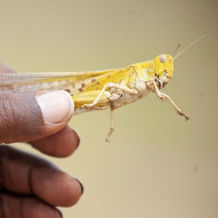 Heuschreckenplage in Ostafrika - Was die Riesenschwärme antreibt