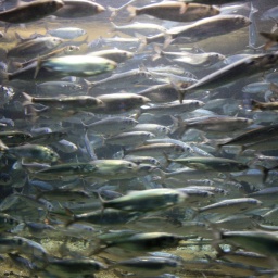 Fische