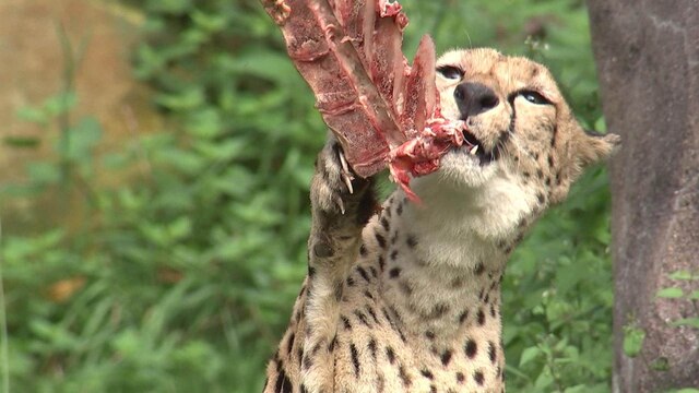 Ein Gepard beim Fressen.