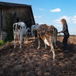 Milchkühe werden von einer junger Landwirtin abends zum Melken in den Stall getrieben.