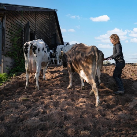 Milchkühe werden von einer junger Landwirtin abends zum Melken in den Stall getrieben.