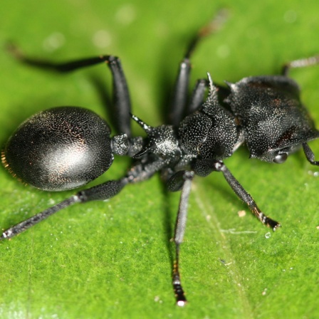 Eine nicht-infizierte Ameise der Gattung (Cephalotes atratus) in ihrer normalen, schwarzen Färbung.