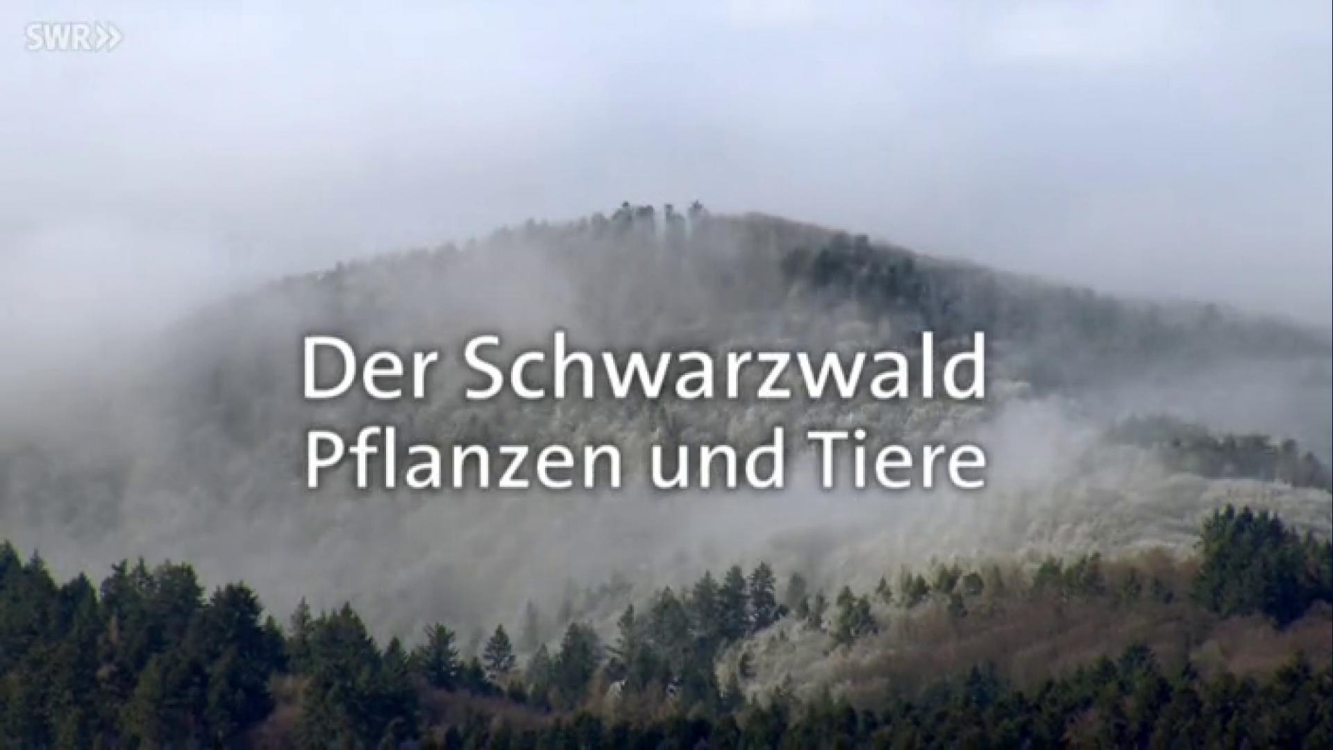 Planet Schule: Pflanzen und Tiere im Schwarzwald | ARD Mediathek