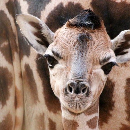 Ein Giraffen-Junges schaut direkt in die Kamera.