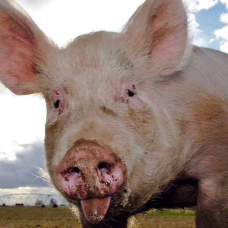 Die Tierdocs: Schwein macht seltsame Geräusche