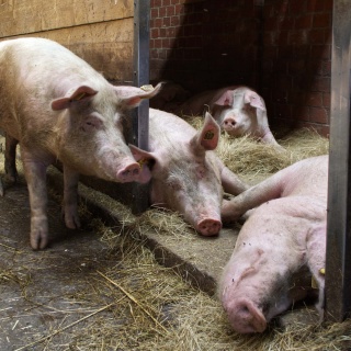 Symbolbild: Schweine im Stall