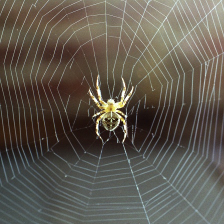 Eine Spinne sitzt in ihrem Netz.