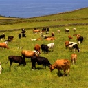 Kühe fressen Gras an der Küste