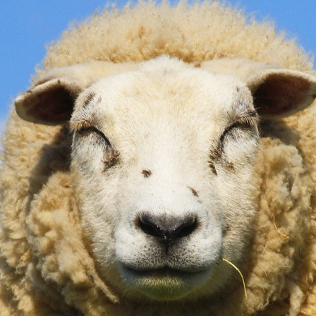 Die Tierdocs: Schaf mäht nicht mehr
