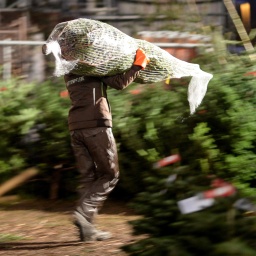 Eine Frau trägt einen im Netz verpackten Weihnachtsbaum auf der Schulter