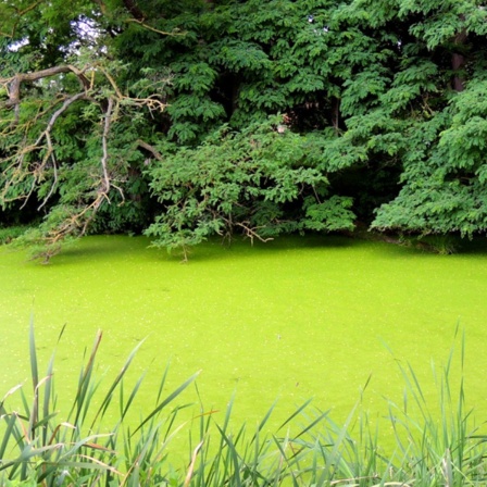 Dichter Teppich mit Entenflott auf einen Teich.