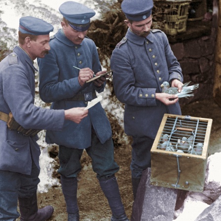 Nachrichtenübermittlung durch Brieftauben im Ersten Weltkrieg bei der deutschen Armee: Soldaten schreiben eine Meldung, die dann mit einer der Brieftauben abgeschickt werden soll (März 1917)