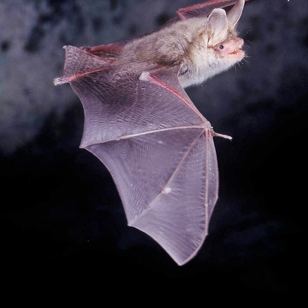 Fledermaus