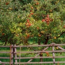 Apfelbäume auf einer Wiese