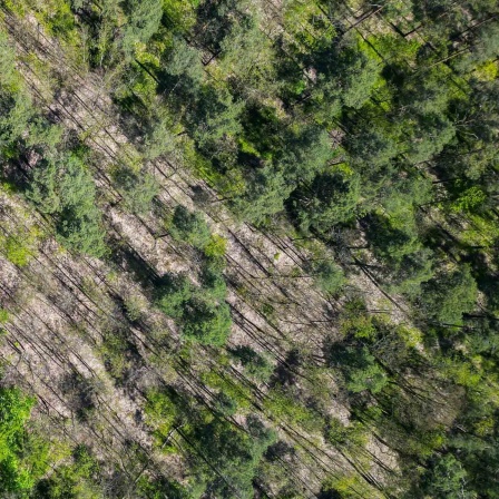 Drohnenaufnahme von Wald in Brandenburg