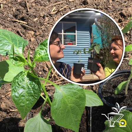 Bildcollage: Gemüsepflanzen stehen auf einem Beet. Kleingartenbesitzerin Nadine Witt und Gärtnerin Brigitte Goss haben Spaß in einem Kleingarten. 