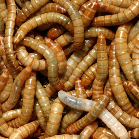 mealworms, 24.08.2006