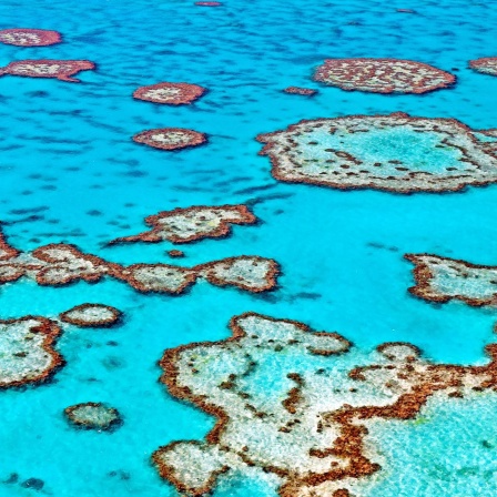 Korallenbleiche am Great Barrier Reef, Agrosprit im Tank, Promis im Tierlexikon
