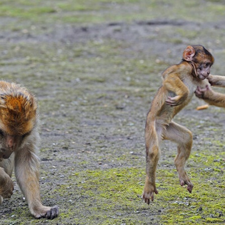 Makakenaffen. Die Jungtiere kämpfen miteinander.