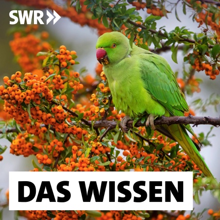 ein grüner Papagei auf einem Ast mit orangenen Beeren