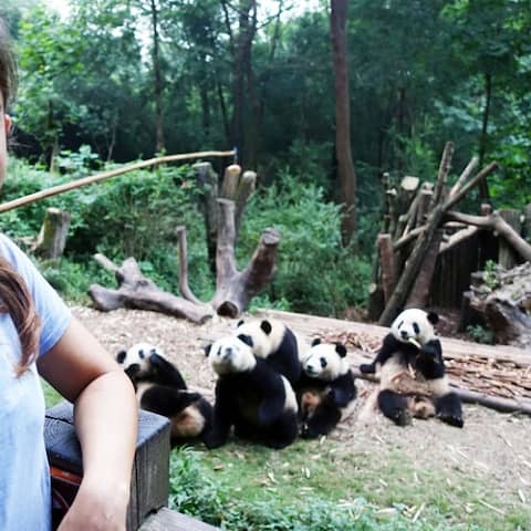 Anna ist zu Besuch in einer Aufzuchtstation für Pandas in China. Hier werden sie gezüchtet und ausgewildert. Denn in der Wildnis sind die Tiere vom Aussterben bedroht. | Bild: BR/TEXT + BILD Medienproduktion GmbH & Co. KG