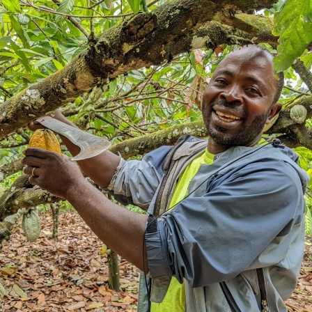 Kakaobauer Joseph Batsa ist 54 Jahre alt. Er ist auf dem Weg zu seinen Kakaobäumen. Seine Farm in Ghana beginnt an einem Bach, klares Wasser fließt den Hügel hinunter. Im Abstand von ein paar Metern hat er die Bäume gepflanzt, die Kakaoschoten wachsen direkt aus dem Stamm, manche sind erst fingerbreit, andere groß wie zwei Fäuste.