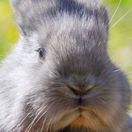 Die Tierdocs: Hase versteckt Eier