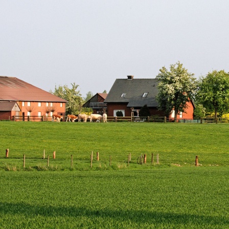 Blick auf Landschaft im Münsterland: Wiese mit Kühen und Bauernhaus.