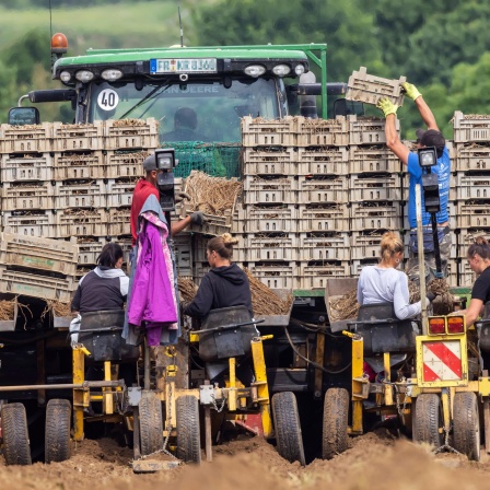 Weißer Spargel wird gepflanzt, einjährige Jungpflanzen. Viele Helfer und eine Spezialmaschine sind sind auf dem Acker von hinten zu sehen.