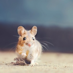 Eine Hausmaus mit braun-weißem Fell schaut mit einem angehobenen Fuß in die Kamera vor unscharfem Hintergrund.