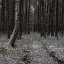Blick in den verschneiten Wald bei Sobibor. 