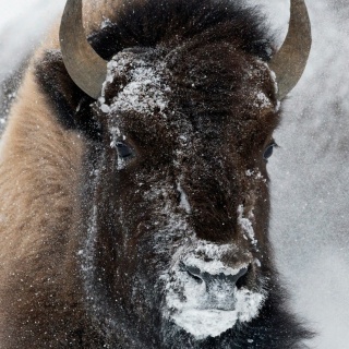 Ein Bison im Yellowstone Nationalpark, Wyoming