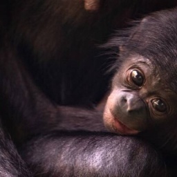 Bonobo-Baby schaut mit großen Augen und offenem Mund