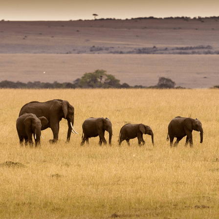 Elefantenherde in der Savanne in Kenia © imago images/blickwinkel