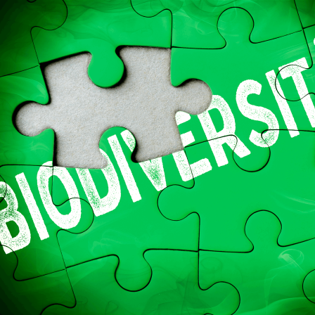 Puzzle mit fehlendem Puzzleteil und der Aufschrift Biodiversität © imago images/Christian Ohde