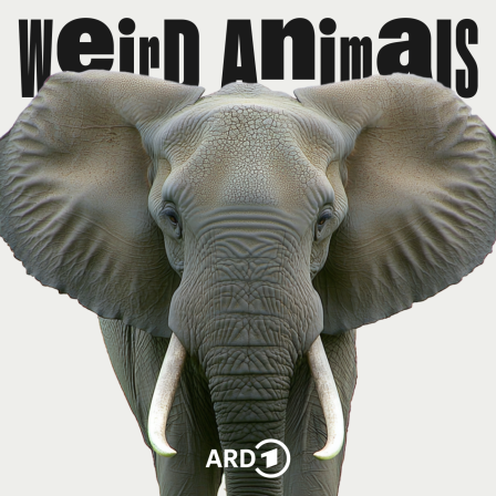 Cover Weird Animals Episode 20 Afrikanischer Elefant