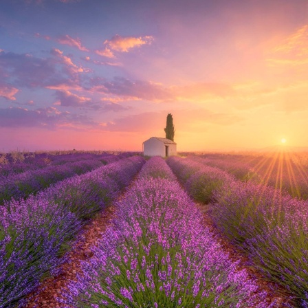Ein Lavendelfeld in der Provence bei malerischem Sonnenschein - im Zentrum des Bildes steht ein weißes kleines Haus.
