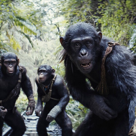 Szene aus "Planet der Affen: New Kingdom" – Walt Disney Studios new film: Kingdom of the Planet of the Apes (2024)