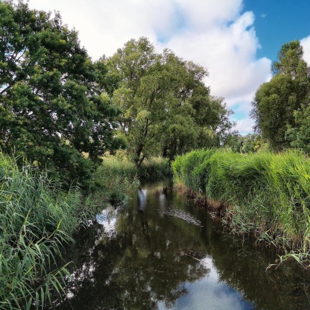 Eine Flussaue in Deutschland.