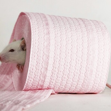 Ratte guckt aus einer rosa Klopapierrolle raus