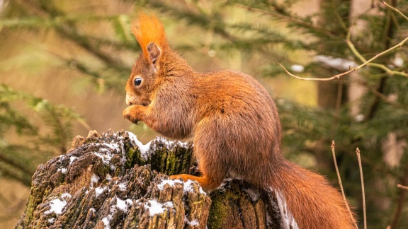 Erlebnis Erde - Unsere Wälder (1): Netzwerk Der Tiere