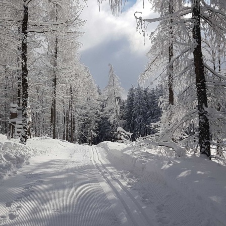 Loipe und Winterwanderweg in Oberholzhau