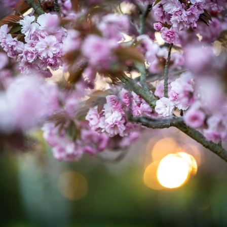 Zwischen Buddhismus und Kamikaze - Die Symbolwelt der japanischen Kirschblüte