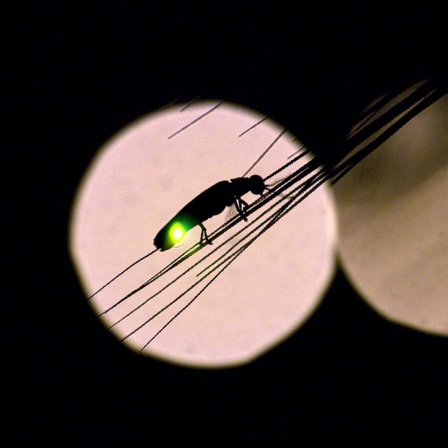 Ein Glühwürmchen sitzt grün leuchtend in der Nacht an einem Strohhalm, im Hintergrund eine runde Lichtreflexion.