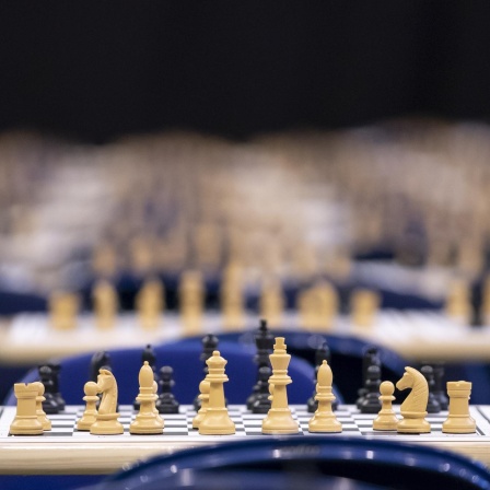 Betrug im Schach, Geier als Frühwarnsystem, Hirnorganoide
