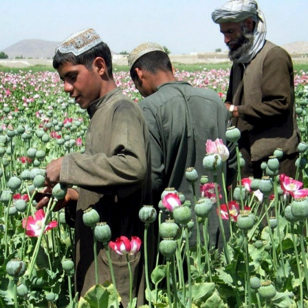 Afghanische Bauern gewinnen Opium aus Mohnknospen auf ihren Feldern in den Außenbezirken von Kandahar. 